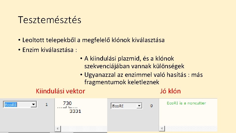 Tesztemésztés • Leoltott telepekből a megfelelő klónok kiválasztása • Enzim kiválasztása : • A