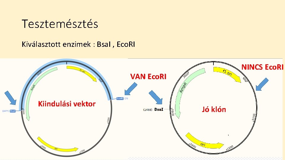 Tesztemésztés Kiválasztott enzimek : Bsa. I , Eco. RI NINCS Eco. RI VAN Eco.