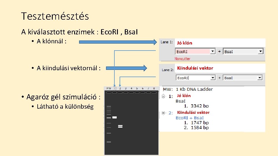 Tesztemésztés A kiválasztott enzimek : Eco. RI , Bsa. I • A klónnál :