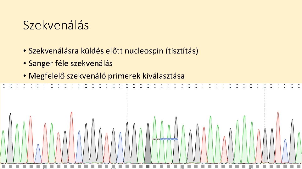 Szekvenálás • Szekvenálásra küldés előtt nucleospin (tisztítás) • Sanger féle szekvenálás • Megfelelő szekvenáló