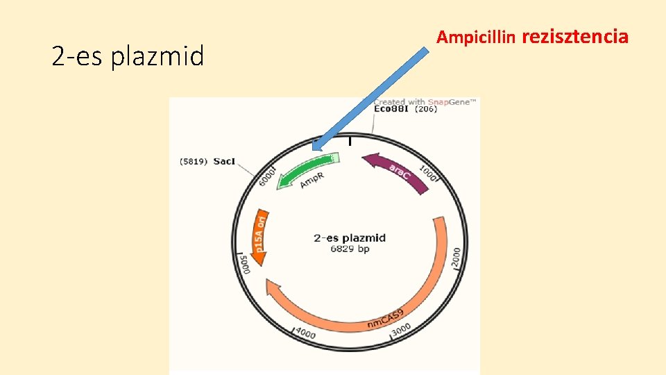 2 -es plazmid Ampicillin rezisztencia 