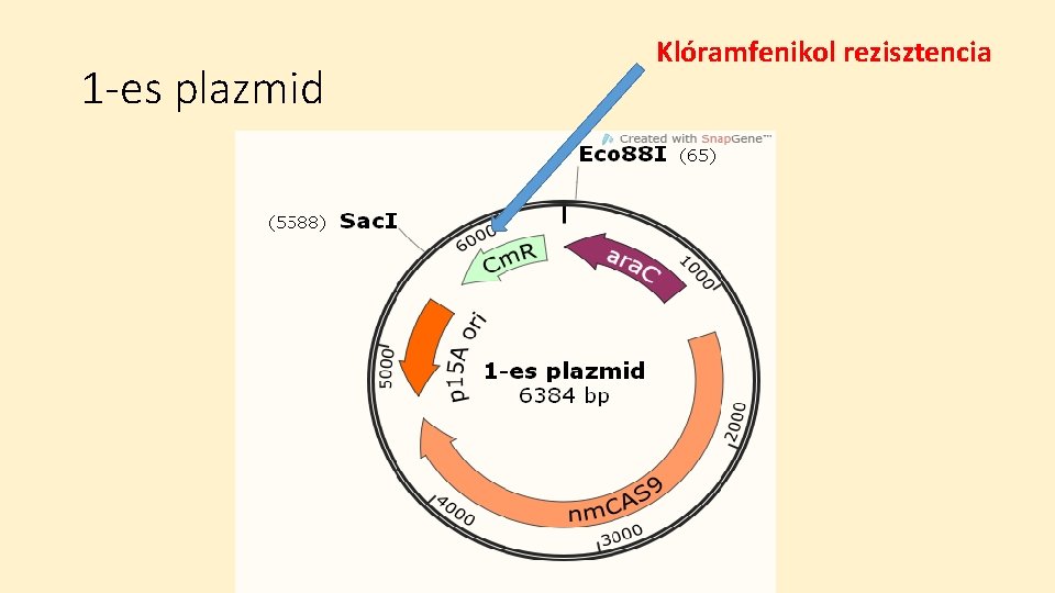 1 -es plazmid Klóramfenikol rezisztencia 