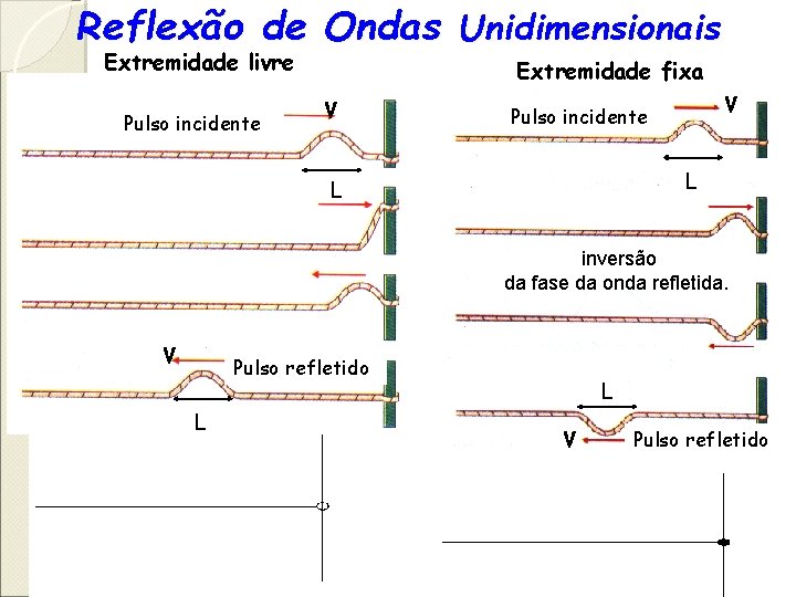Reflexão de Ondas Unidimensionais Extremidade livre Pulso incidente Extremidade fixa V V Pulso incidente