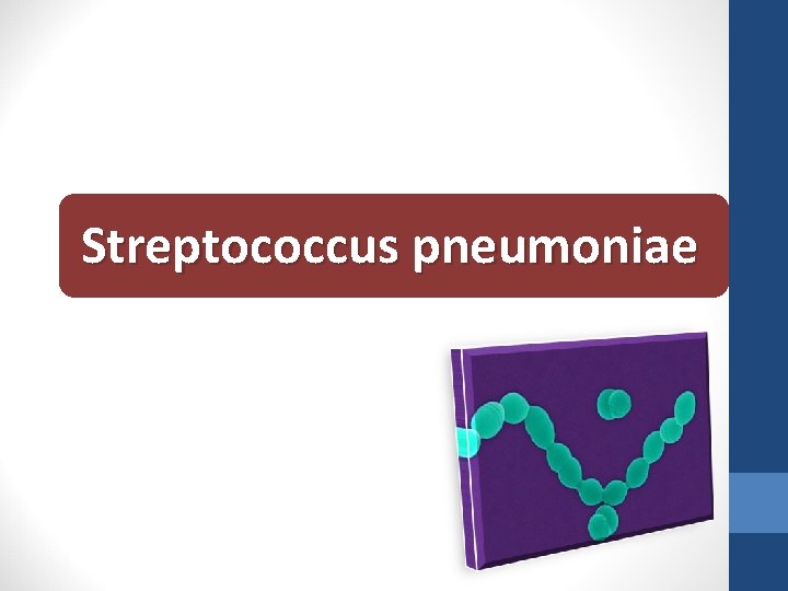 Streptococcus pneumoniae 