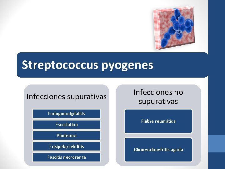 Streptococcus pyogenes Infecciones supurativas Infecciones no supurativas Faringomaigdalitis Escarlatina Fiebre reumática Pioderma Erisipela/celulitis Fascitis