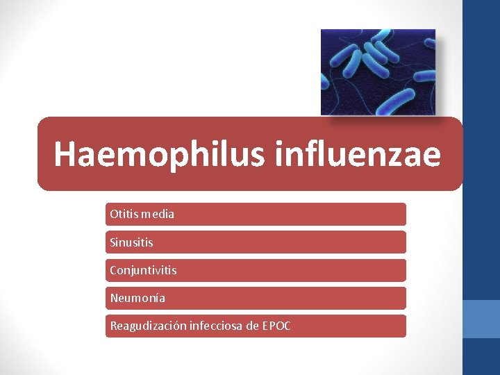 Haemophilus influenzae Otitis media Sinusitis Conjuntivitis Neumonía Reagudización infecciosa de EPOC 