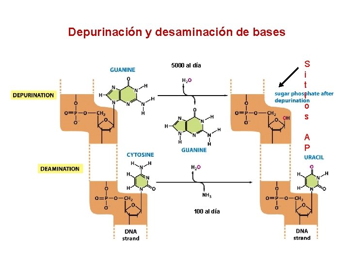 Depurinación y desaminación de bases 5000 al día S i t i o s