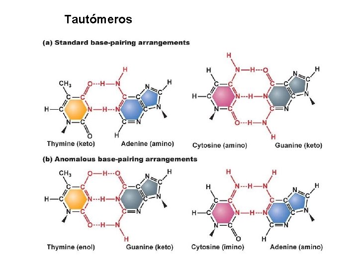 Tautómeros 