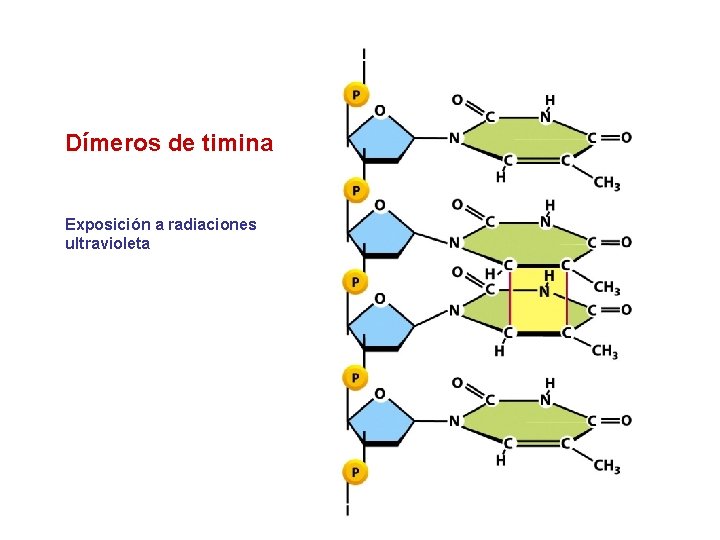 Dímeros de timina Exposición a radiaciones ultravioleta 