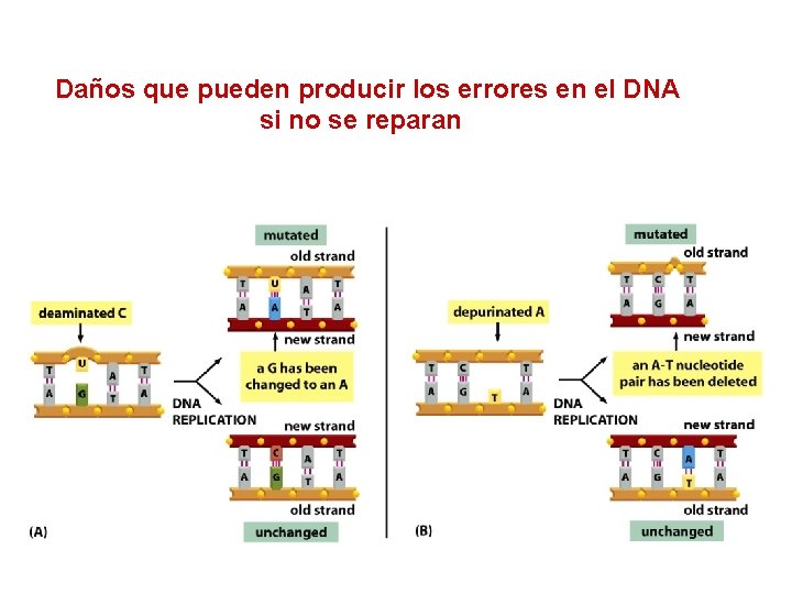 Daños que pueden producir los errores en el DNA si no se reparan 
