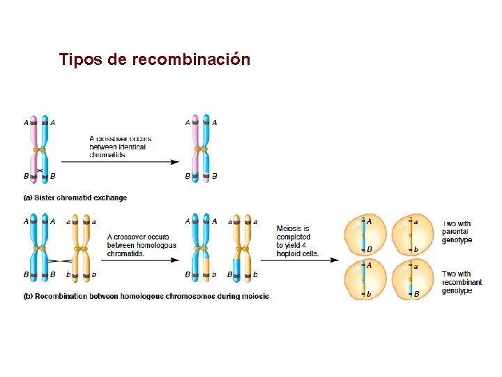 Tipos de recombinación 