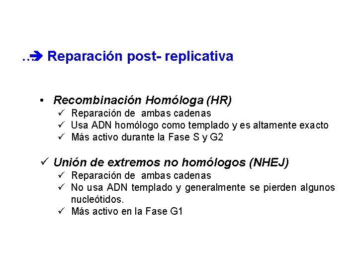 … Reparación post- replicativa • Recombinación Homóloga (HR) ü Reparación de ambas cadenas ü