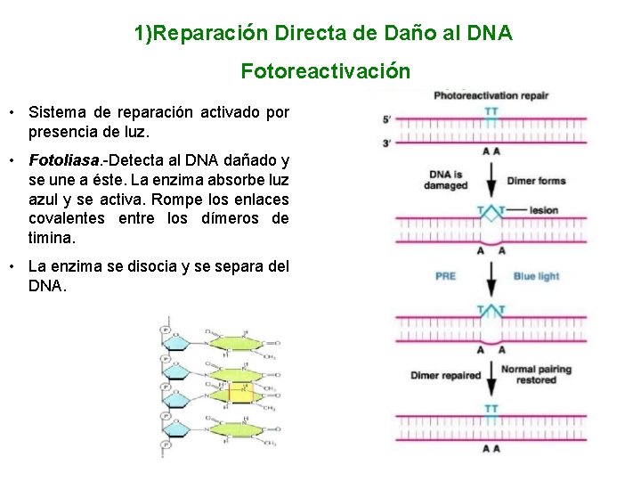 1)Reparación Directa de Daño al DNA Fotoreactivación • Sistema de reparación activado por presencia