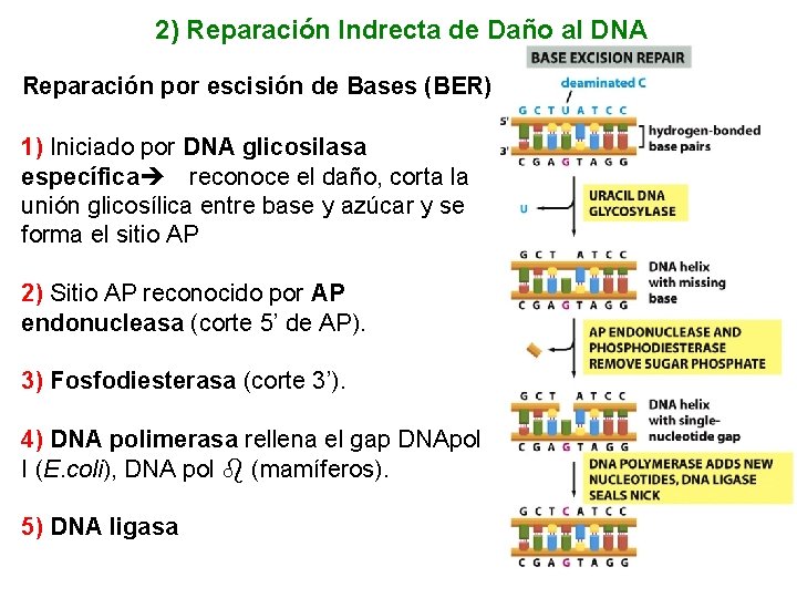 2) Reparación Indrecta de Daño al DNA Reparación por escisión de Bases (BER) 1)