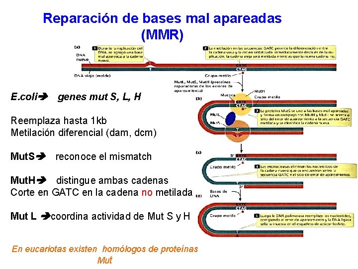 Reparación de bases mal apareadas (MMR) E. coli genes mut S, L, H Reemplaza
