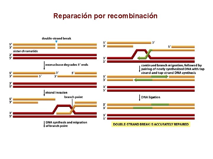 Reparación por recombinación 