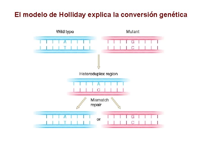 El modelo de Holliday explica la conversión genética 