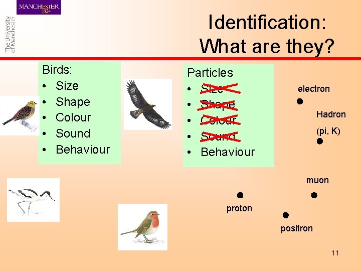 Identification: What are they? Birds: • Size • Shape • Colour • Sound •