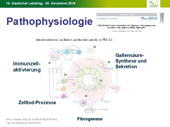 19. Deutscher Lebertag - 20. November 2018 Pathophysiologie – PBC Gallensäure. Synthese und Sekretion
