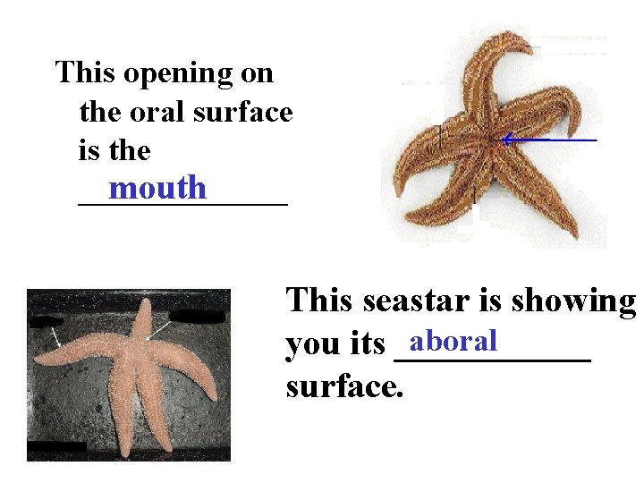 This opening on the oral surface is the _______ mouth This seastar is showing