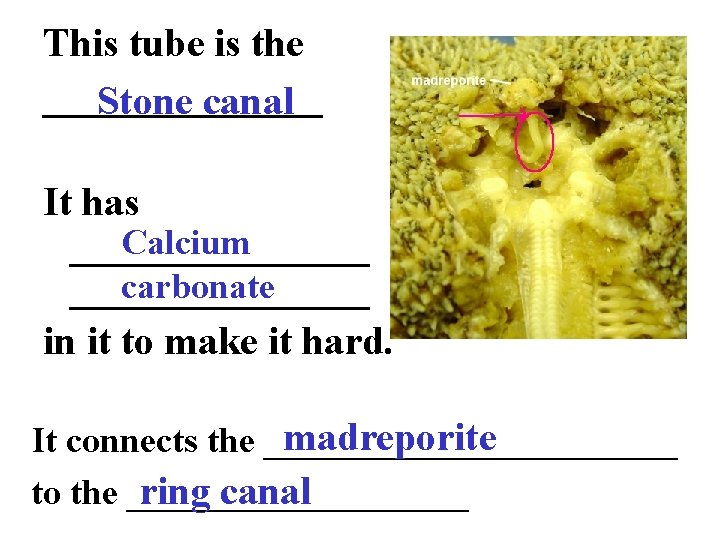 This tube is the _______ Stone canal It has Calcium ________ carbonate ________ in