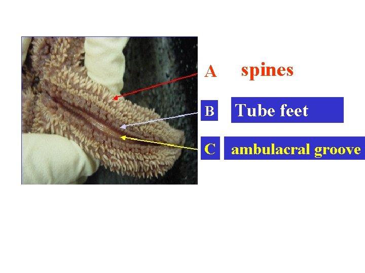 A spines B Tube feet C ambulacral groove 