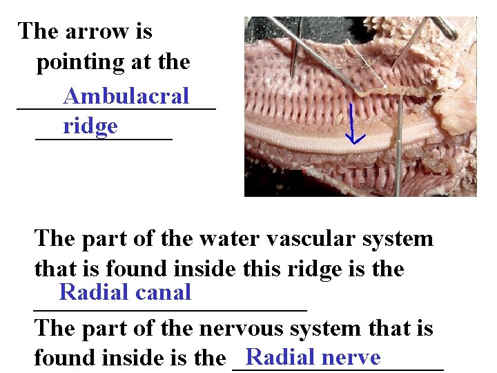 The arrow is pointing at the Ambulacral ________ ridge ______ The part of the