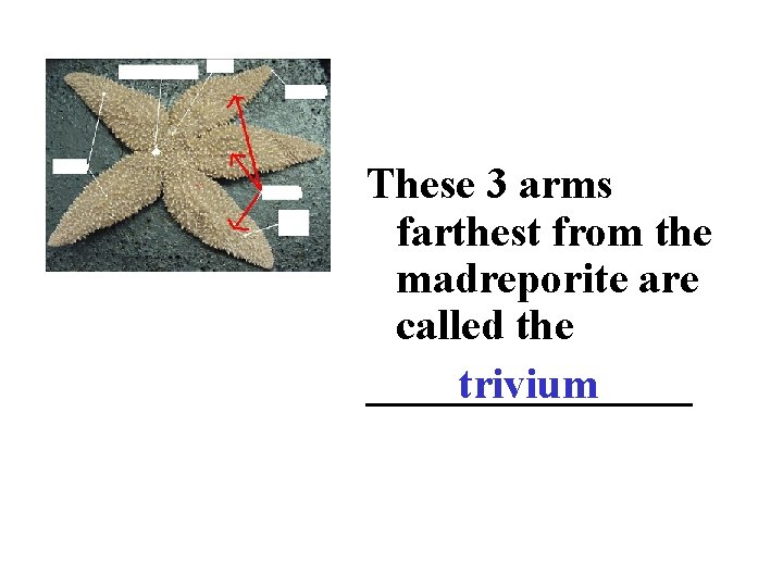 These 3 arms farthest from the madreporite are called the ________ trivium 