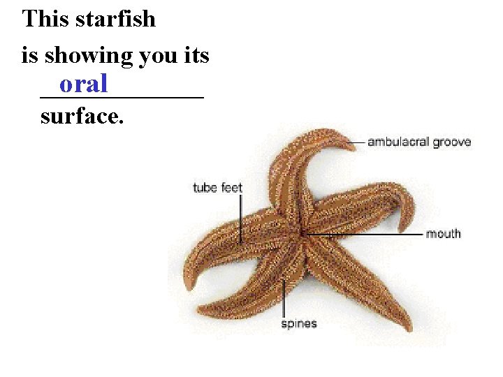 This starfish is showing you its oral _______ surface. 