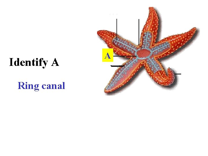 Identify A Ring canal A 