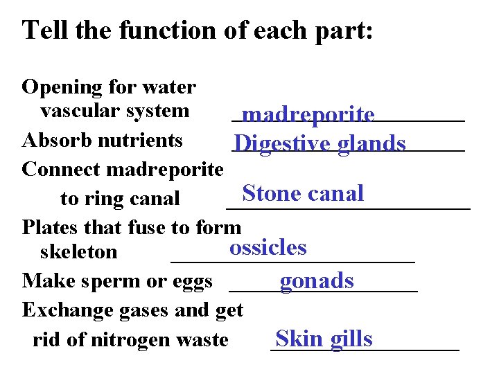 Tell the function of each part: Opening for water vascular system ___________ madreporite Absorb