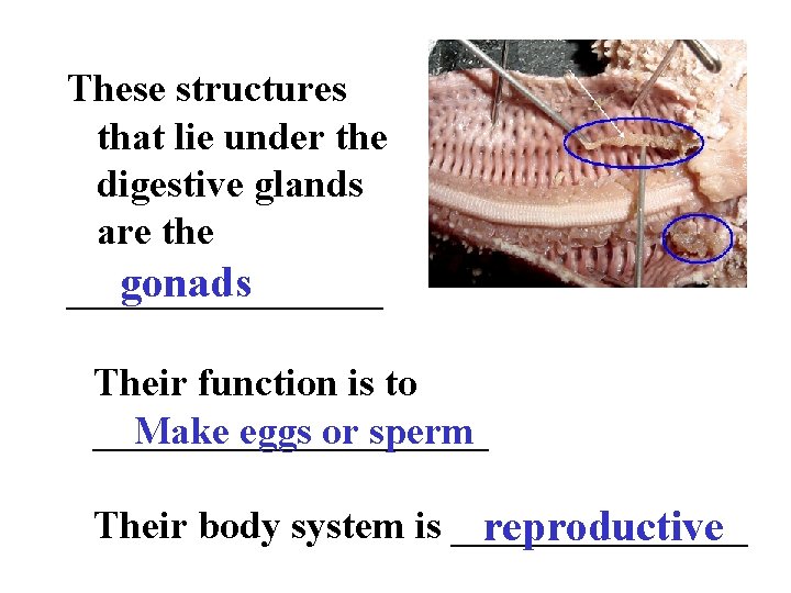 These structures that lie under the digestive glands are the gonads ________ Their function