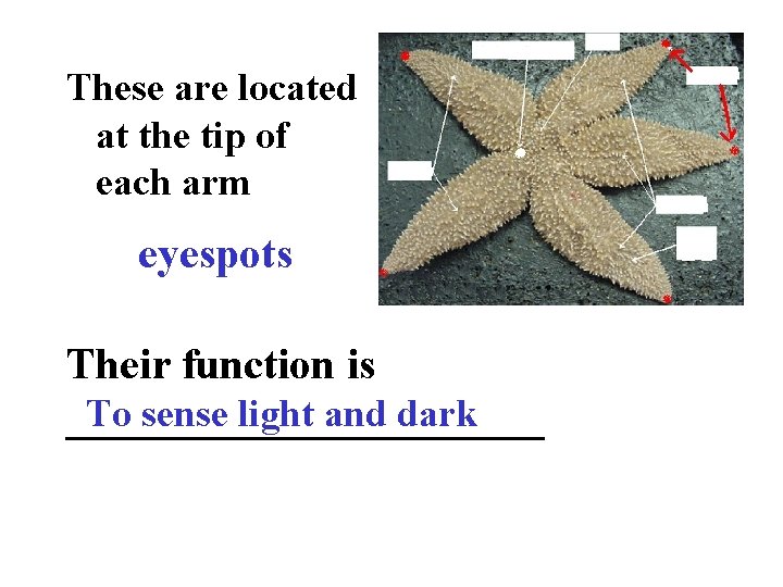 These are located at the tip of each arm eyespots Their function is To