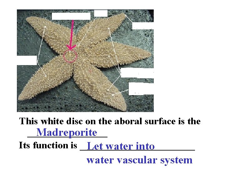 This white disc on the aboral surface is the ________ Madreporite Its function is