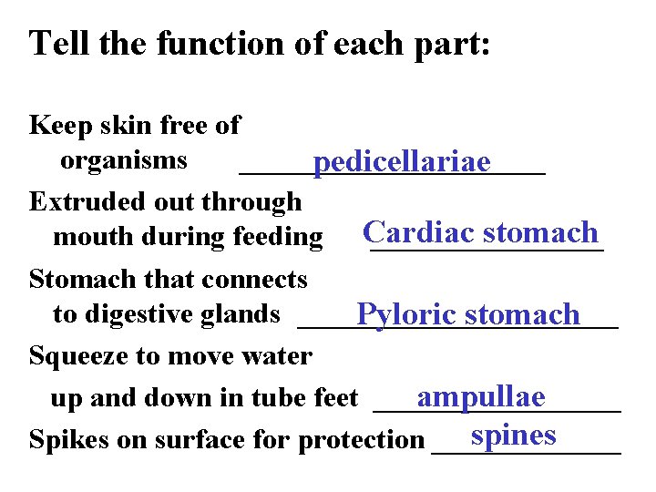 Tell the function of each part: Keep skin free of organisms ___________ pedicellariae Extruded