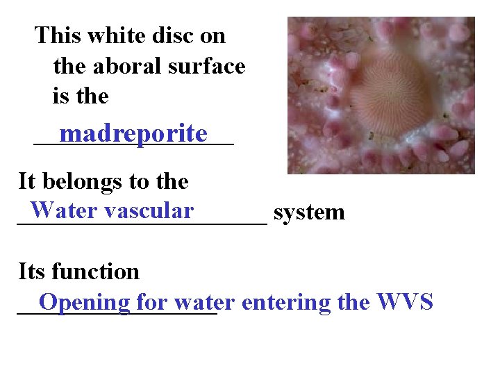 This white disc on the aboral surface is the ________ madreporite It belongs to