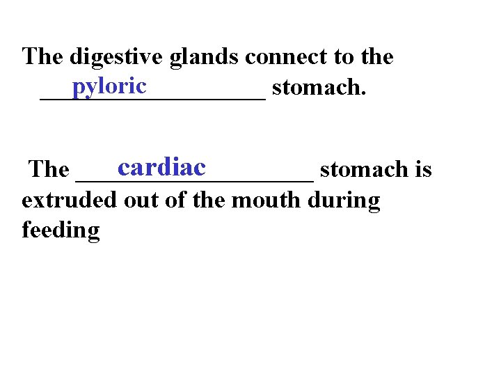 The digestive glands connect to the pyloric _________ stomach. cardiac The __________ stomach is