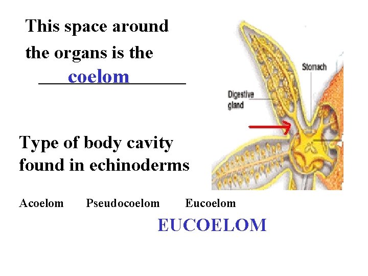 This space around the organs is the ________ coelom Type of body cavity found