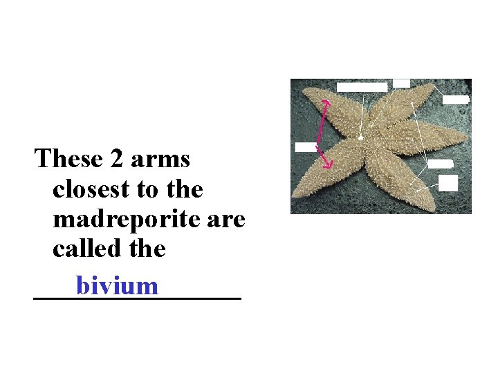 These 2 arms closest to the madreporite are called the ________ bivium 