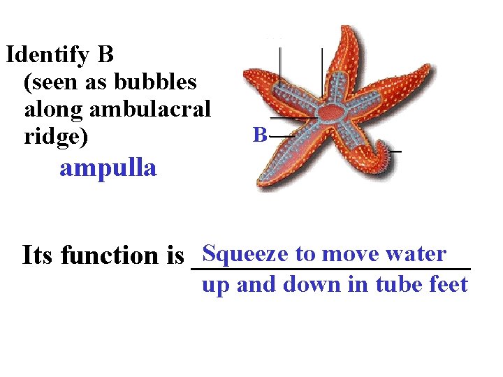 Identify B (seen as bubbles along ambulacral ridge) B ampulla Squeeze to move water
