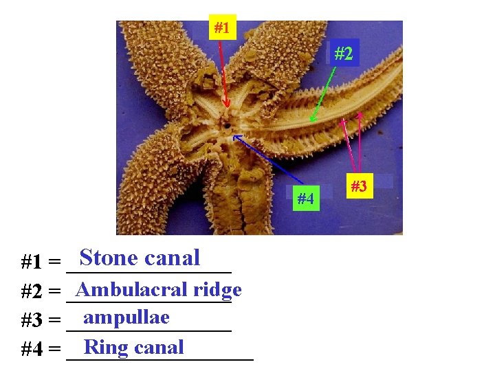 #1 #2 #4 Stone canal #1 = ________ Ambulacral ridge #2 = ________ ampullae