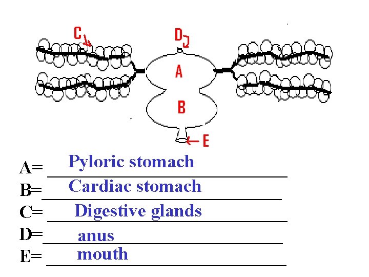Pyloric stomach A= _____________ Cardiac stomach B=_____________ Digestive glands C= _____________ D=_____________ anus mouth