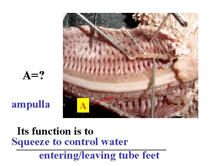 A=? ampulla A Its function is to Squeeze to control water ______________ entering/leaving tube