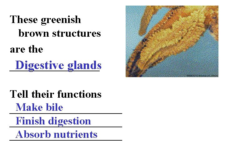 These greenish brown structures are the ________ Digestive glands Tell their functions Make bile