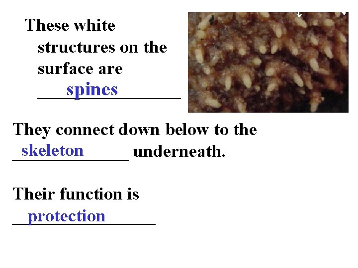 These white structures on the surface are ________ spines They connect down below to