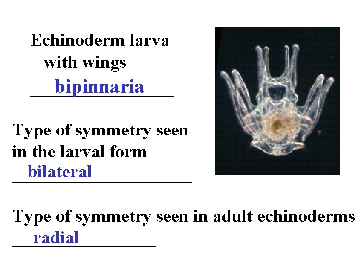 Echinoderm larva with wings bipinnaria ________ Type of symmetry seen in the larval form