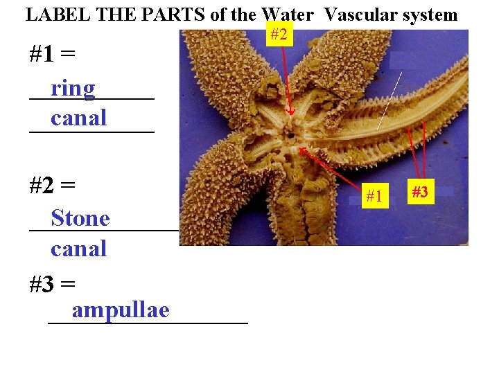 LABEL THE PARTS of the Water Vascular system #1 = _____ ring canal _____