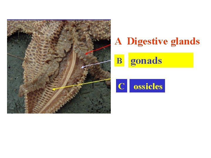 A Digestive glands B gonads C ossicles 