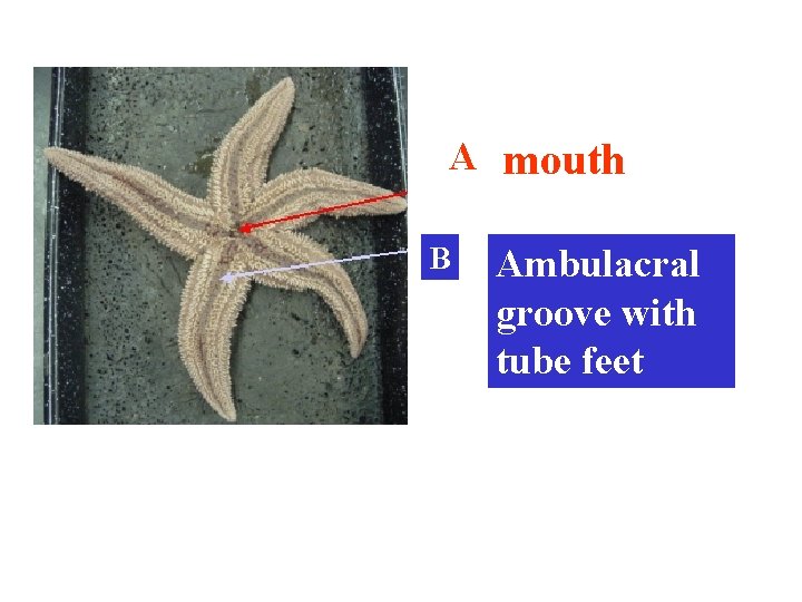 A mouth B Ambulacral groove with tube feet 