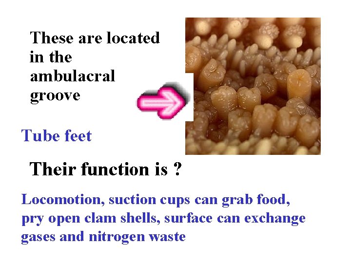 These are located in the ambulacral groove Tube feet Their function is ? Locomotion,